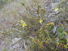 Hibbertia virgata