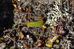 Lycaena