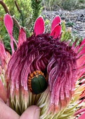Trichostetha fascicularis