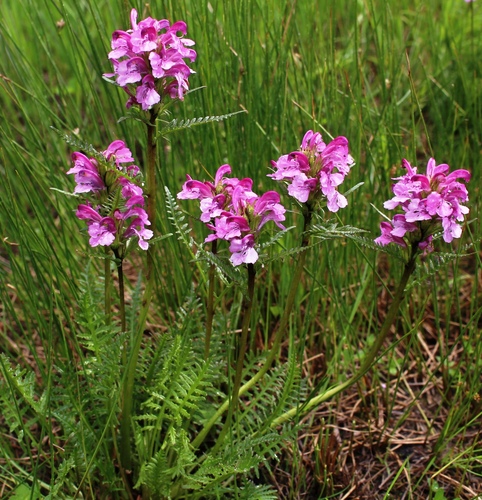 Pedicularis sudetica Willd.
