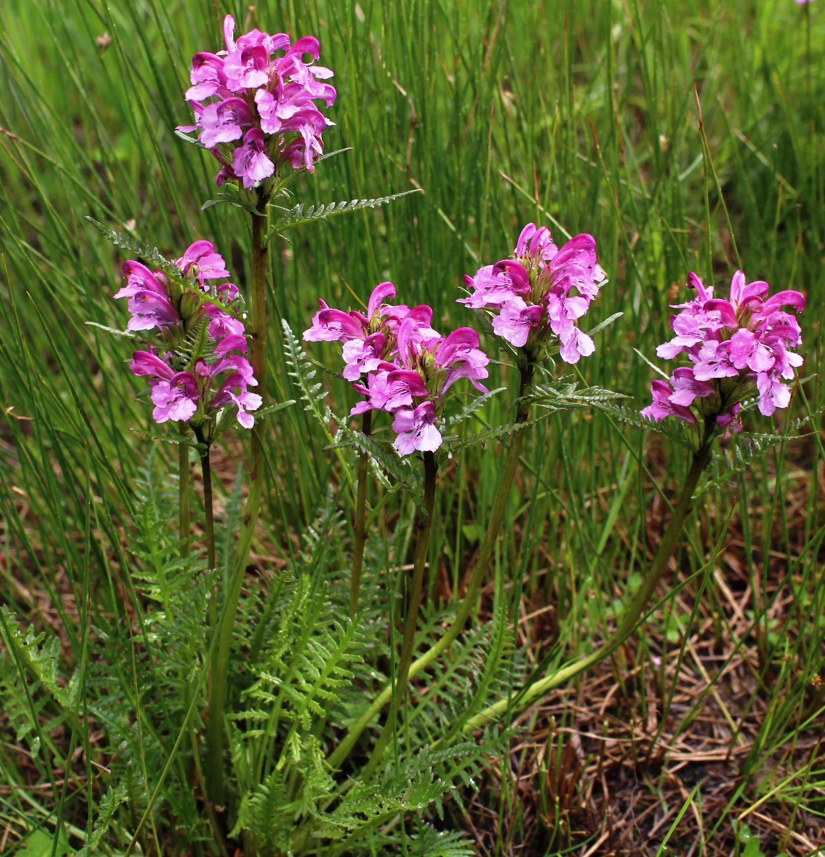 Pedicularis sudetica