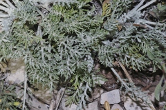 Hymenopappus filifolius