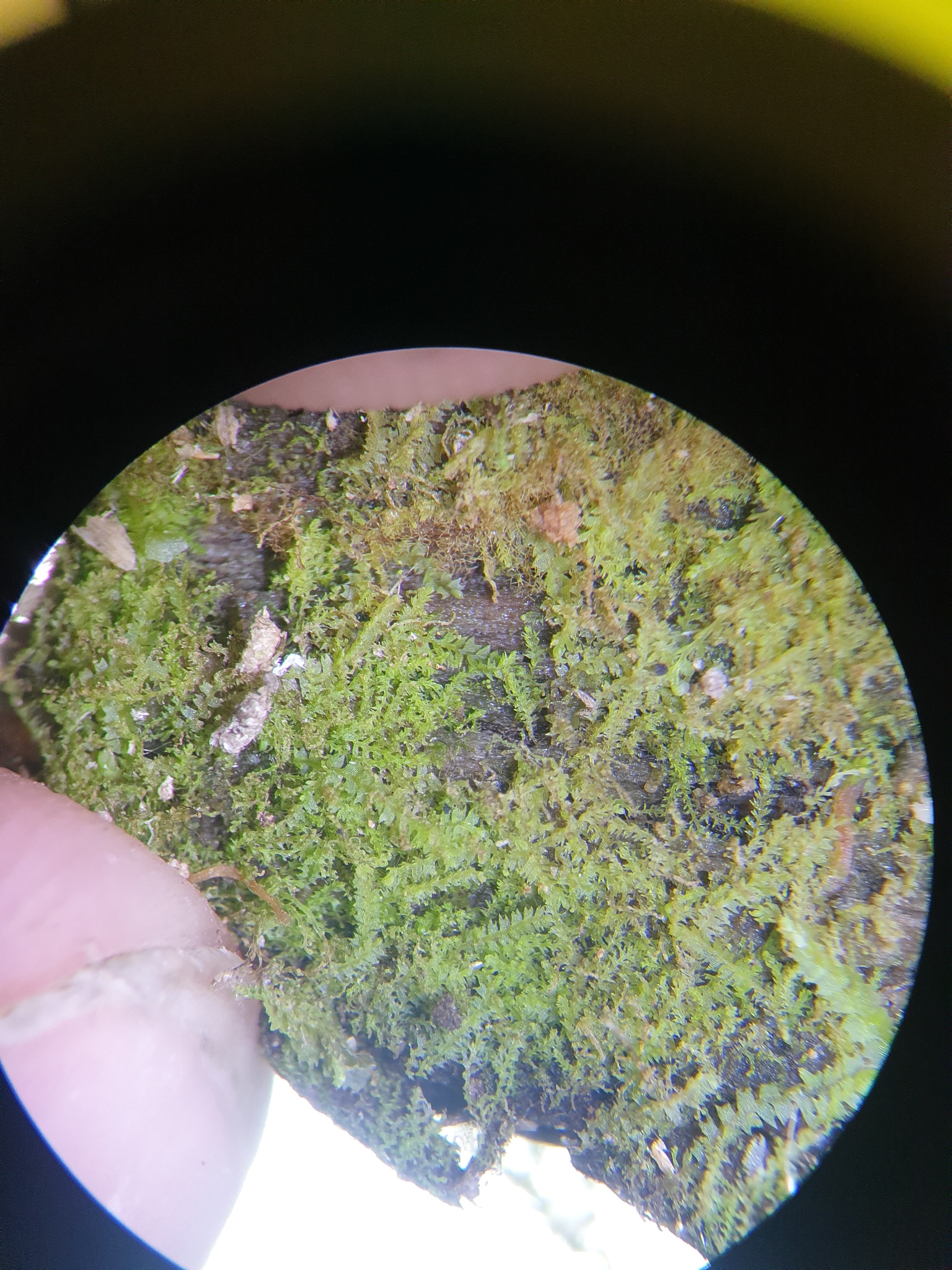 Harpanthus drummondii