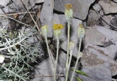 Hymenopappus filifolius
