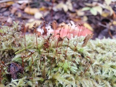 Brachythecium campestre