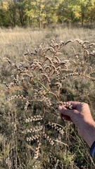 Goniolimon tataricum