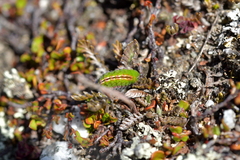 Lycaena