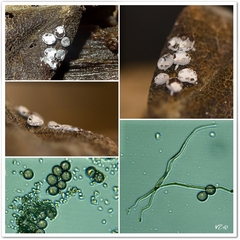 Diderma hemisphaericum