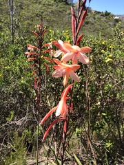 Watsonia fourcadei