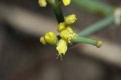 Eriogonum brevicaule
