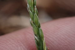Digitaria henryi