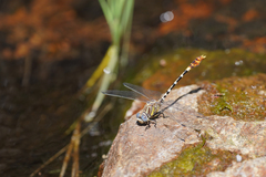 Erpetogomphus compositus