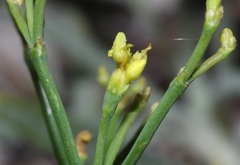 Eriogonum brevicaule