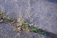 Eragrostis minor