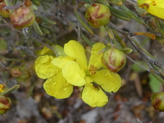 Hibbertia virgata