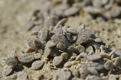 Atriplex buchananii