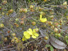Hibbertia virgata