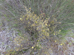 Hibbertia virgata