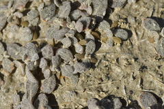 Atriplex buchananii