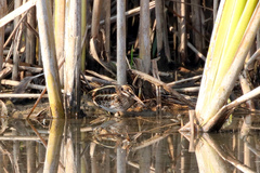 Lymnocryptes minimus