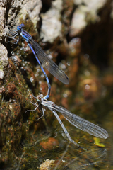 Argia sabino