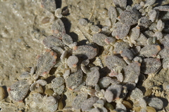 Atriplex buchananii