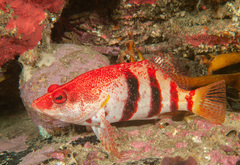 Hypoplectrodes nigroruber