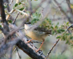 Prinia flavicans