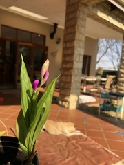 Bletilla striata
