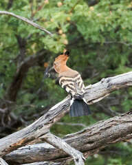Upupa epops africana