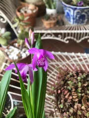 Bletilla striata