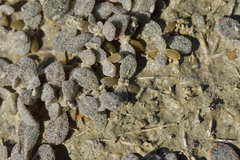 Atriplex buchananii