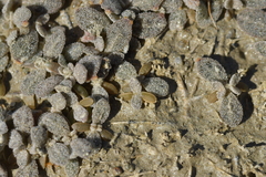 Atriplex buchananii