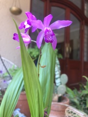 Bletilla striata