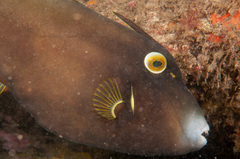 Eubalichthys bucephalus