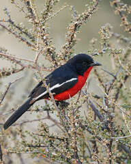 Laniarius atrococcineus