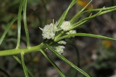 Asclepias stenophylla