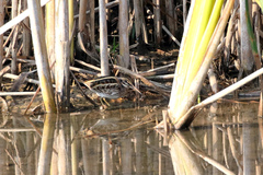 Lymnocryptes minimus