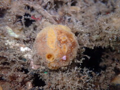 Porifera