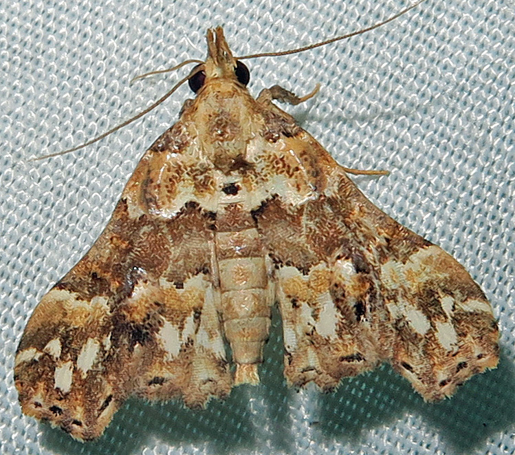 Lascoria laurentia