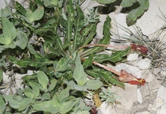 Oenothera howardii