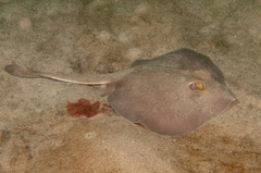 Trygonoptera testacea