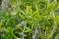 Olea lancea