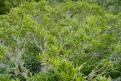 Olea lancea