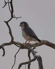 Polihierax semitorquatus