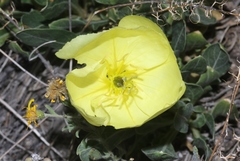 Oenothera howardii