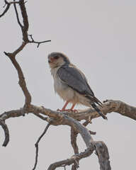 Polihierax semitorquatus