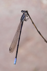 Argia hinei