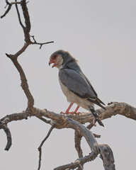 Polihierax semitorquatus