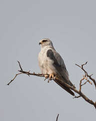 Elanus caeruleus caeruleus